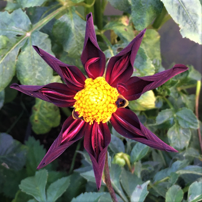 Dahlia Honka Black (verrone's obsidian)
